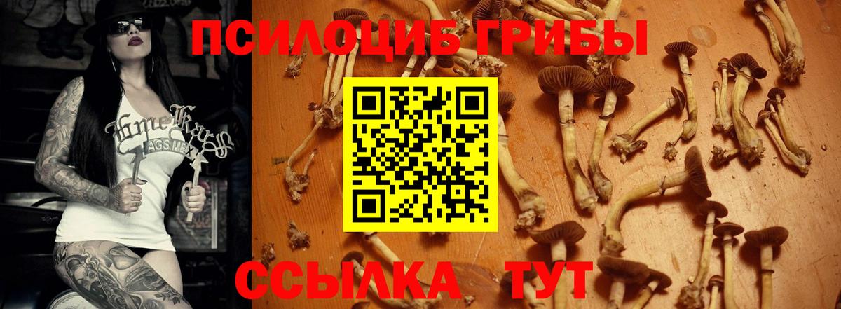 Псилоцибиновые грибы Cubensis Чапаевск